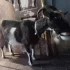 Дойная коза