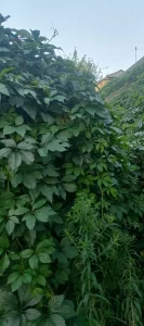 Девичий виноград