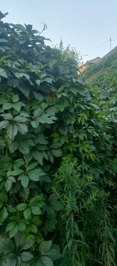 Девичий виноград