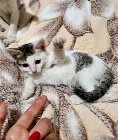 Котята