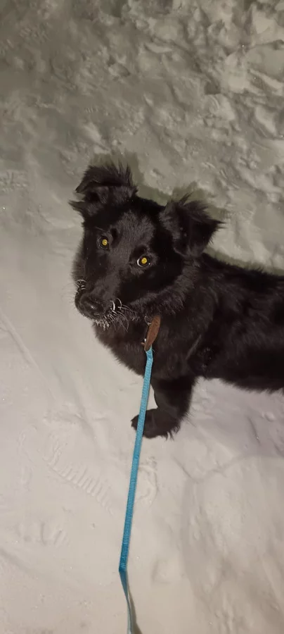 Потерялся щенок