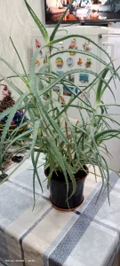 Столетник Алоэ