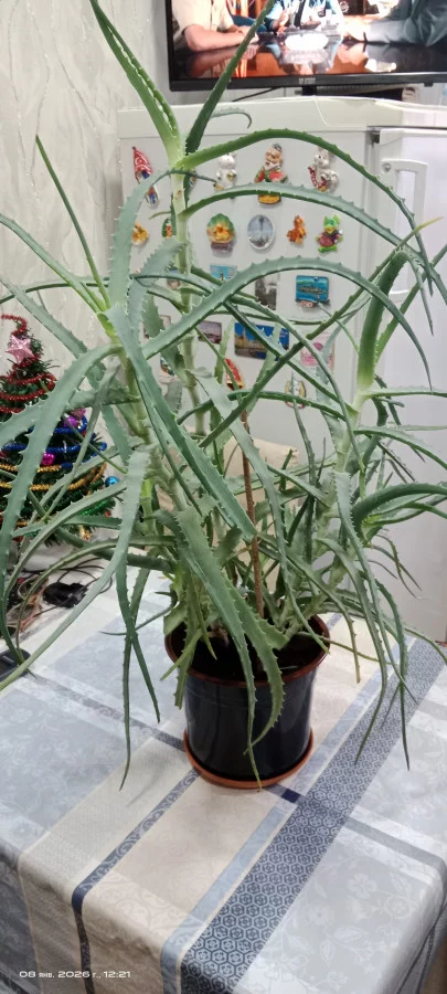 Столетник Алоэ