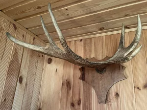 Рога лося