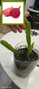 Питахайя красная, кактус