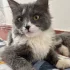 Отдам котенка