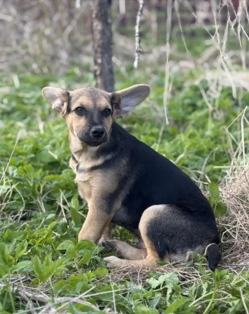 Умка в поиске дома