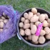 Семянку картофеля сорт Бриз