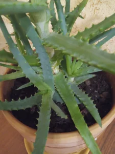 Отросток алоэ на укоренение