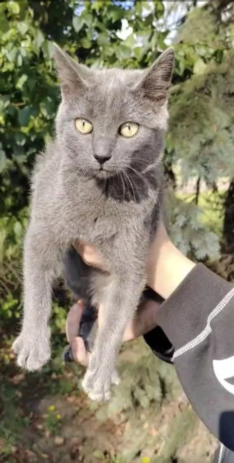 Котята, 3 месяца ищут дом