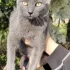 Котята, 3 месяца ищут дом