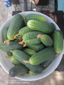 Огурцы, вишня