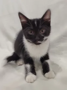 Котёнок девочка