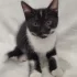 Котёнок девочка