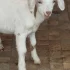 Козочки