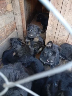 Щенки немецкой овчарки