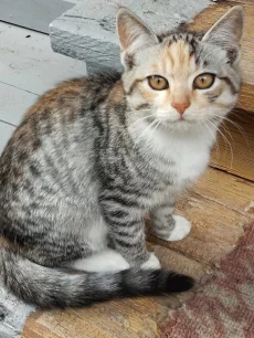 Котята ищут семью