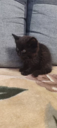 Кошечка 2 месяца