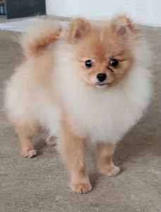 Померанский шпиц