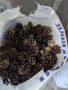 Шишки сосновые
