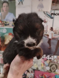 Щенки ищут дом