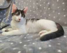 Котёнок мальчик
