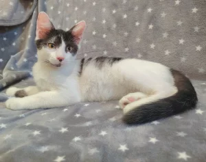 Котёнок мальчик