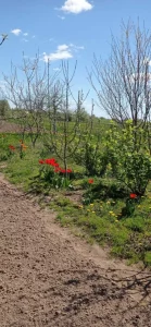 Дом с земельным участком