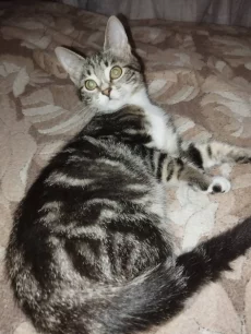 Ласковые котята