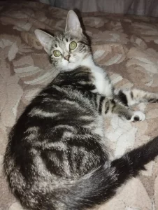 Ласковые котята
