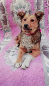 Лапка, 1 год, стерилизована