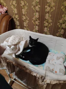 Кошечка Багира ищет новую семью