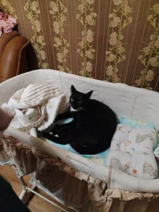 Кошечка Багира ищет новую семью