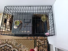 Декоративный кролик со всем необходимым