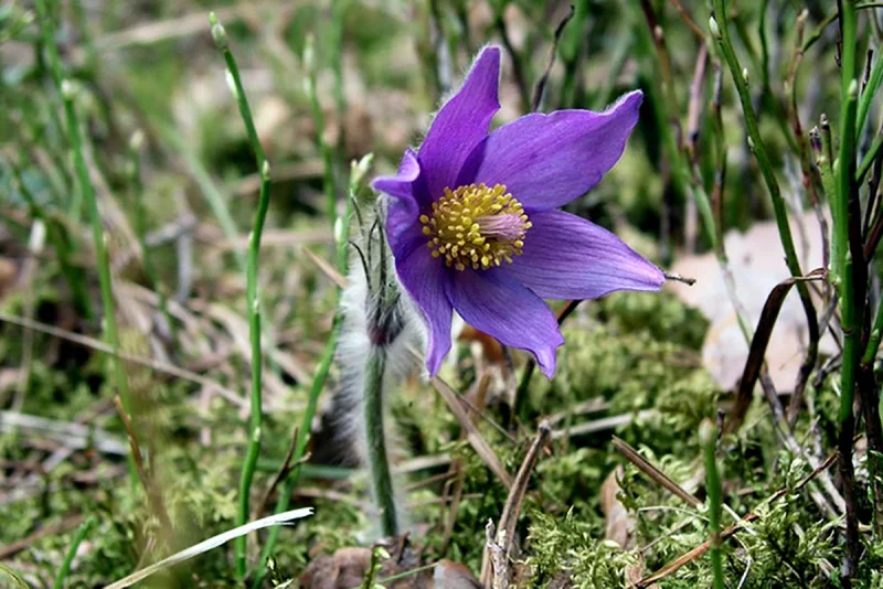 в Бобруйской горрайинспекции природных ресурсов и охраны окружающей среды рассказали, какие цветы нельзя собирать