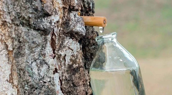 Бобруйский лесхоз рассказал, где вскоре можно будет приобрести березовый сок