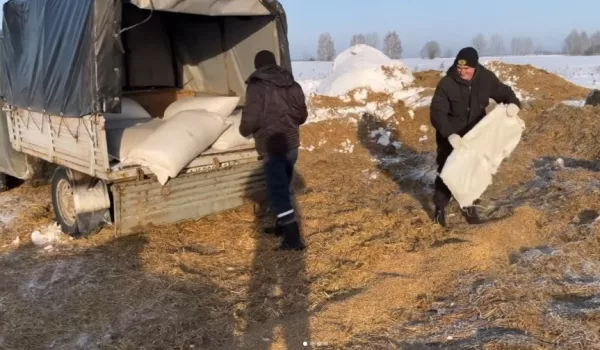 Работники Глушанского лесничества подкармливают диких животных