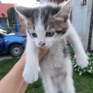 Отдам котят