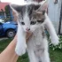 Отдам котенка