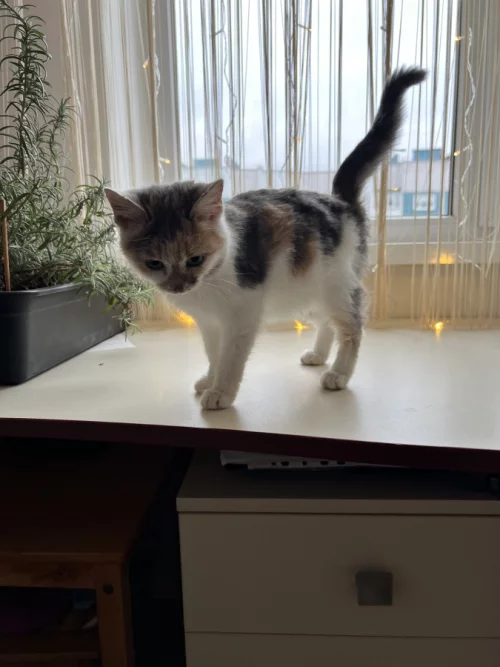 Очень удобный котенок для вашего комфорта