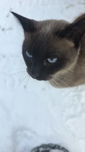 Сиамский котик в дар