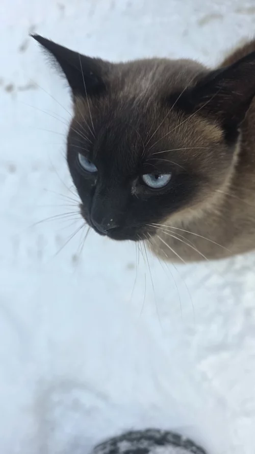 Сиамский котик в дар