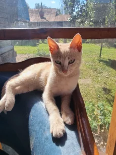 Котята