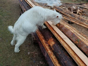 Козлик зааненской породы