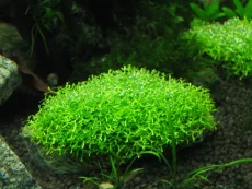 Все по рублю: гуппи, растения