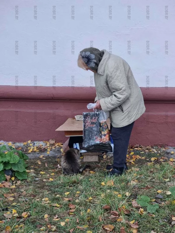 Кошкин дом