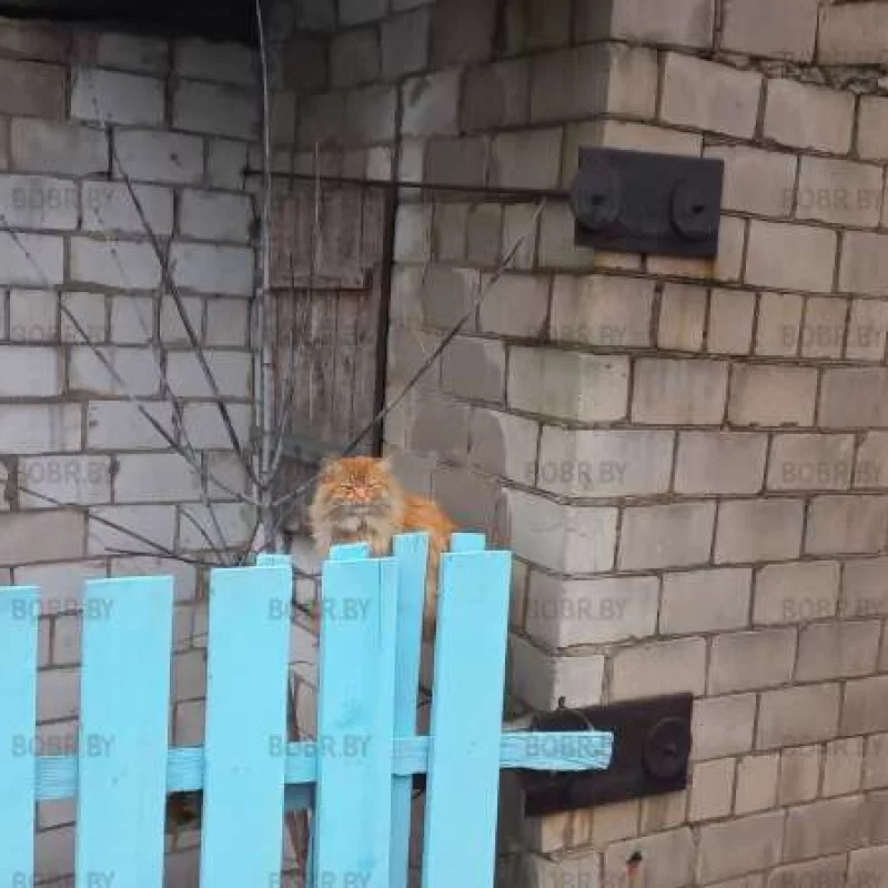Кошкин дом