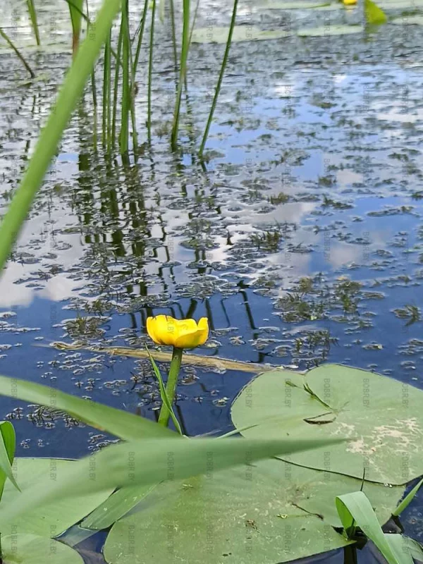 Березина