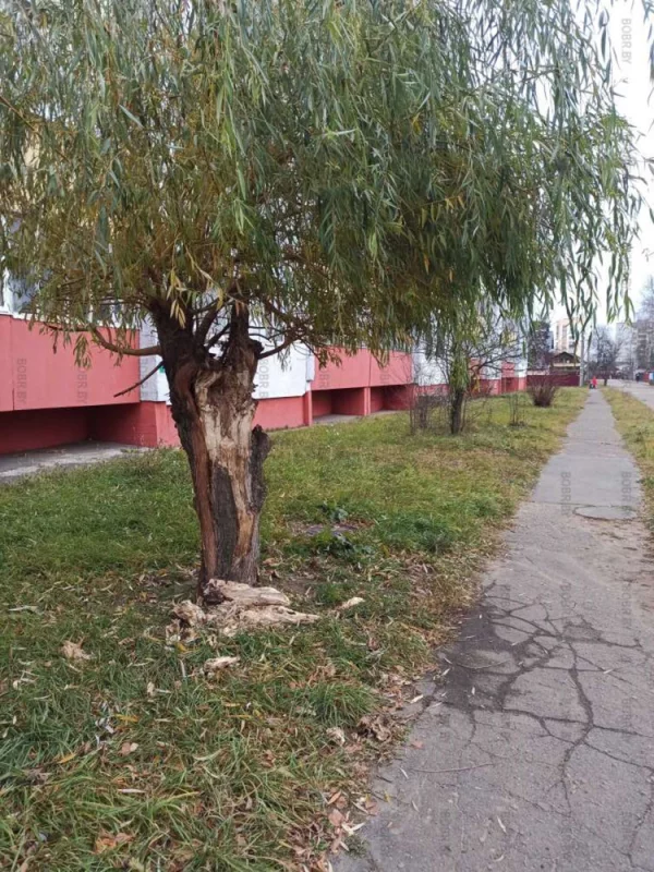Вот так у нас обрезают ветви
