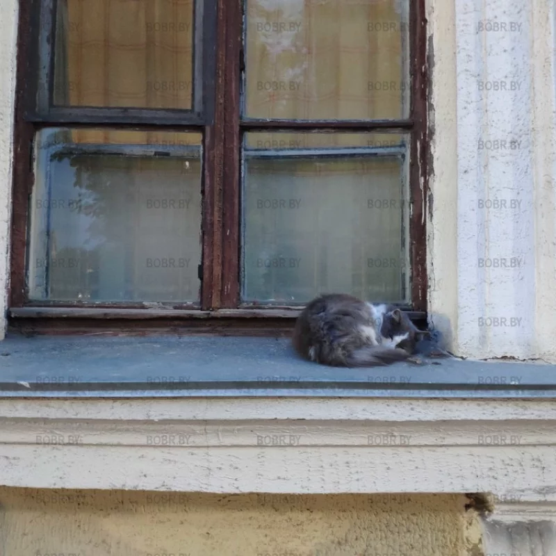 Спящий котик с двумя кусочками колбаски...